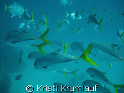 yellowtails swimming by Kristi Krumlauf 